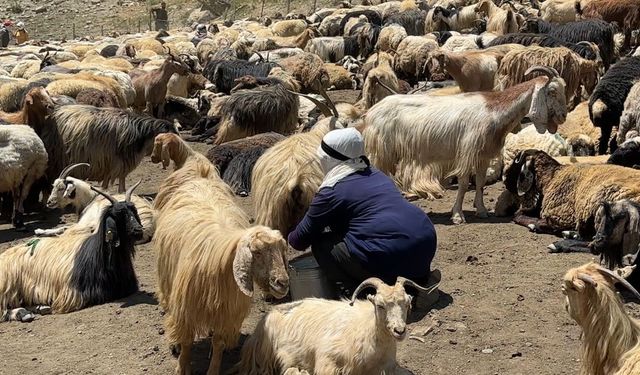 Yaylada kavurucu sıcak altında yoğun mesai