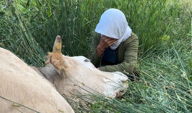 Yüksekova’da geçim kaynağını kaybeden kadın, ineğinin başında gözyaşı döktü