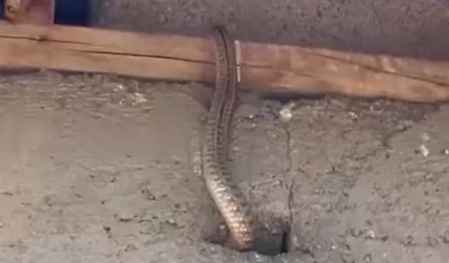 Eve giren yılanlar aileye kabus yaşattı