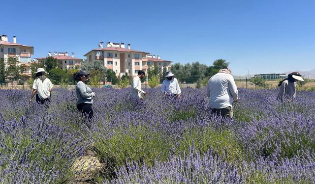 Van YYÜ’de 300 bitki türü tek bahçede buluştu!