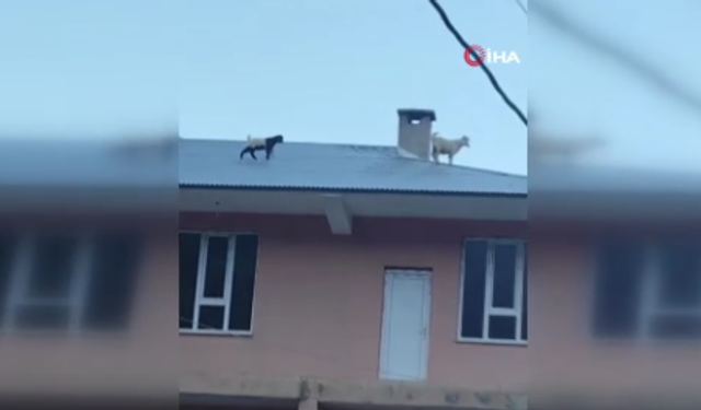 Van’da çatıya çıkan 2 keçi mahalleyi birbirine kattı