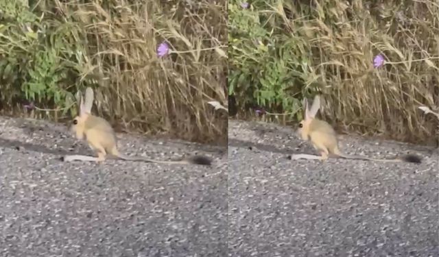 Van’da nadir görülen canlı görüntülendi
