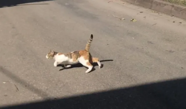 Aylar sonra gelen şok haber: Kedinin ısırdığı çocukta kuduz tespit edildi!