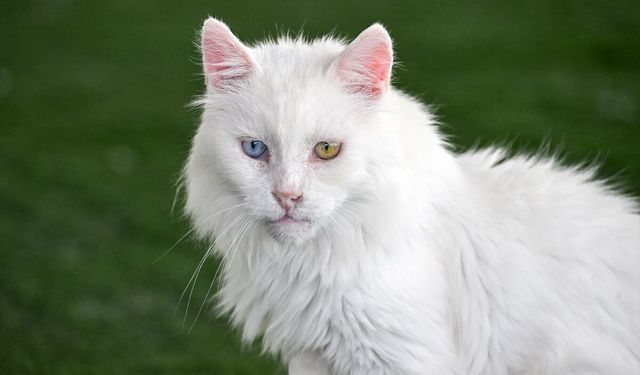 Van'daki Kedi Villası yıl başından bu yana yaklaşık 80 bin ziyaretçi ağırladı