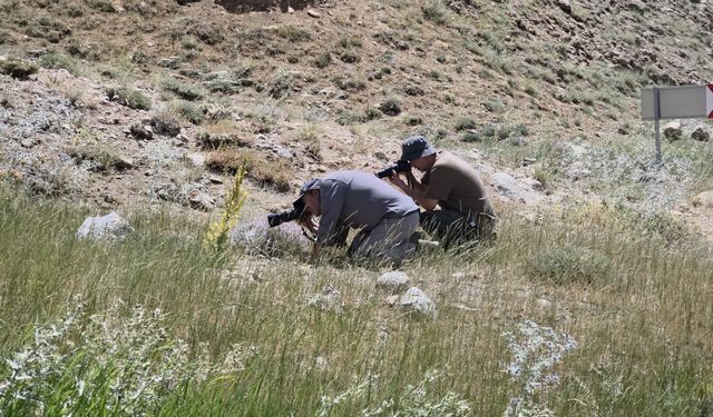 Doğa tutkunları Van’da buluşarak nadir türlerin peşine düştü
