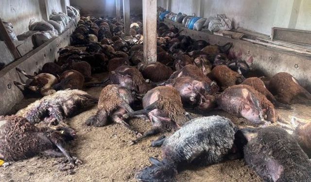 Ahıra giren ayı dehşet saçtı: 144 koyunu telef etti!
