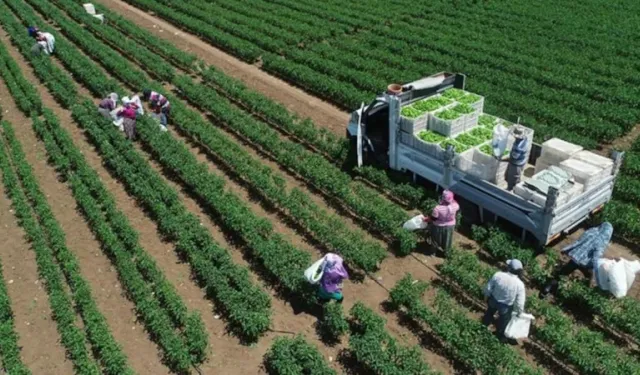 Tarım ve hayvancılıkta destek tutarları açıklandı: İşte yeni destek tutarları