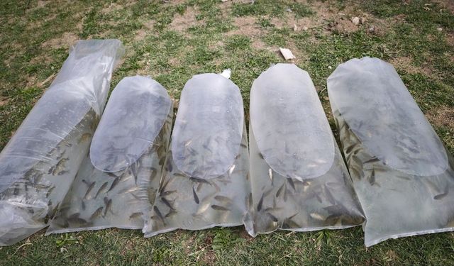 Bölgeye yeni sosyal yaşam alanı kazandırılıyor: Gölete 25 bin aynalı sazan yavrusu bırakıldı