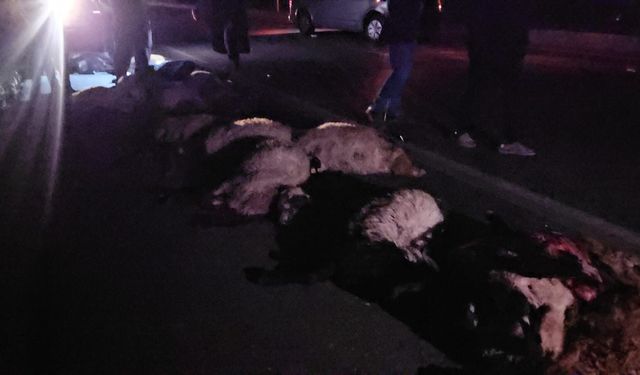 Gece yarısı korkunç kaza! Sürüye çarpan araç 25 koyunu telef etti
