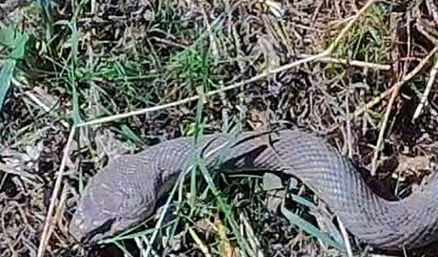 Van’ın sınırında 1,5 metre uzunluğunda kocabaş yılanı görüntülendi!