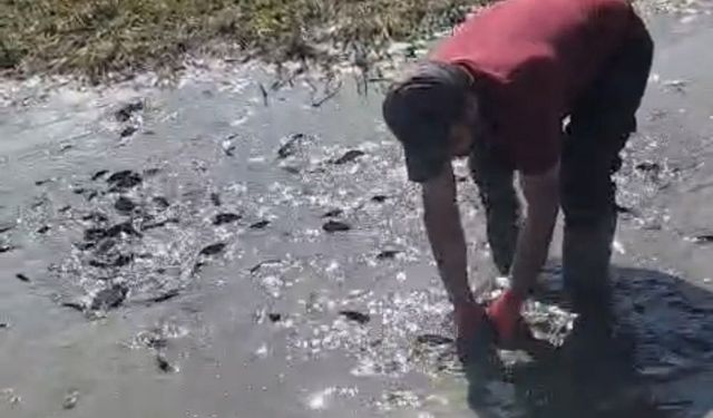 Çamur içinde kıvranan balıklar için ekipler tanker tanker su taşıdı