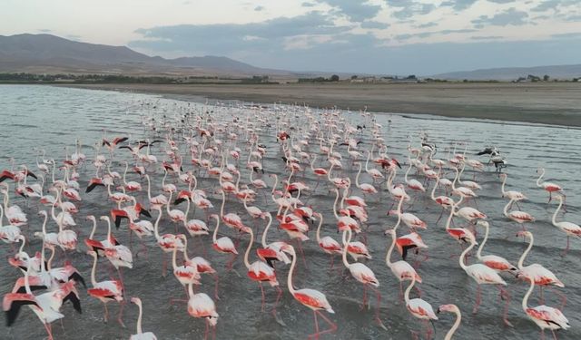 Van’da flamingolar Erçek Gölü’ne kondu