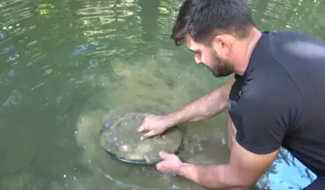 Dere dere gezip yılda 1 kilo altın topluyor! Altın bulunan üç ilçeyi tek tek işaret etti!