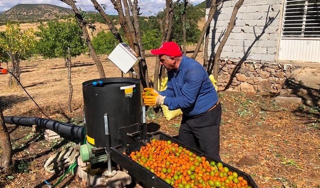 150 dönümlük ceviz bahçesinden 6 ton ürün elde edildi