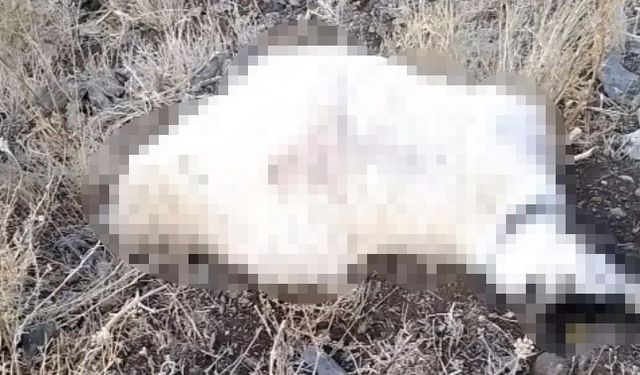 Sağanak yağış faciayla sonlandı: Düşen yıldırım sürüyü yok etti!