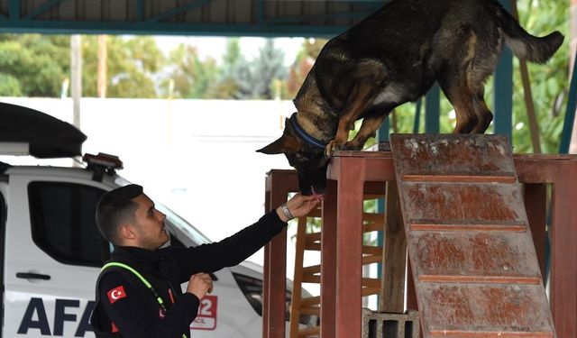 Van'da arama kurtarma köpekleri, afetlerde hayat kurtarmak için eğitiliyor!