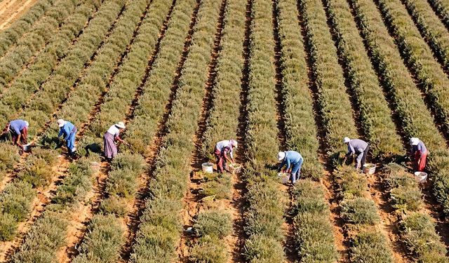 Hem çiçeği hem meyvesi altın satıyor: Eken bir yılda evini ve arabasını alıyor!