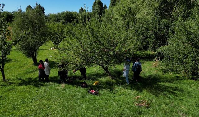 Van’da kadın emeği ilk hasadını verdi!