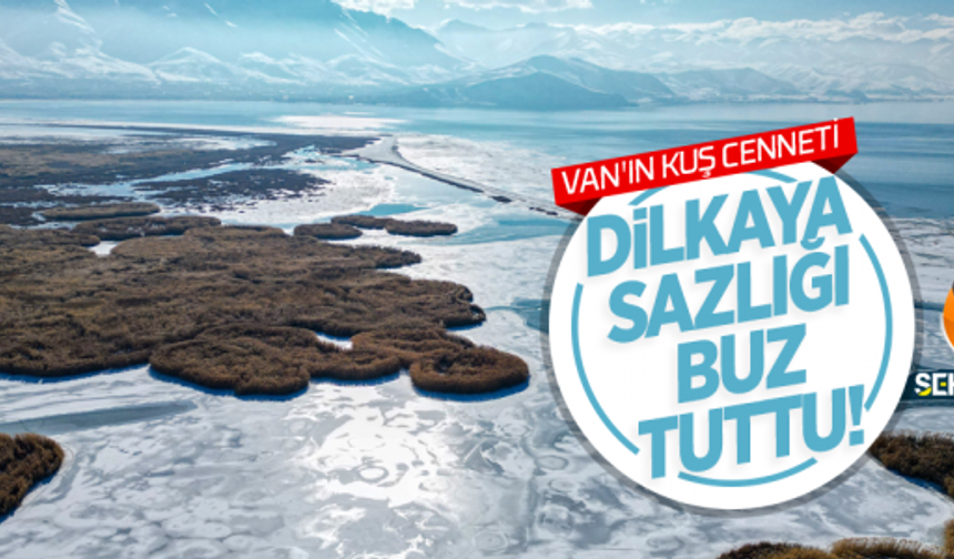 VAN'IN KUŞ CENNETİ DİLKAYA SAZLIĞI BUZ TUTTU