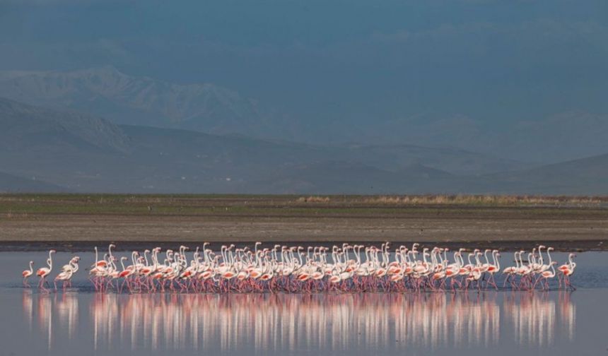 Van Gölü kıyısında Flamingo Göçü İzleme Terası yapılacak! 