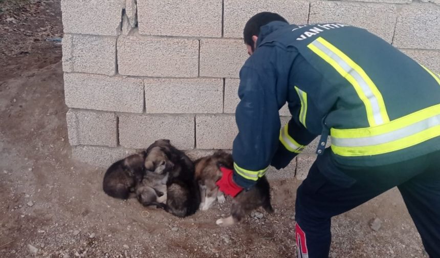 Van'da kuyuya düşen 6 köpek yavrusunu itfaiye ekipleri kurtardı
