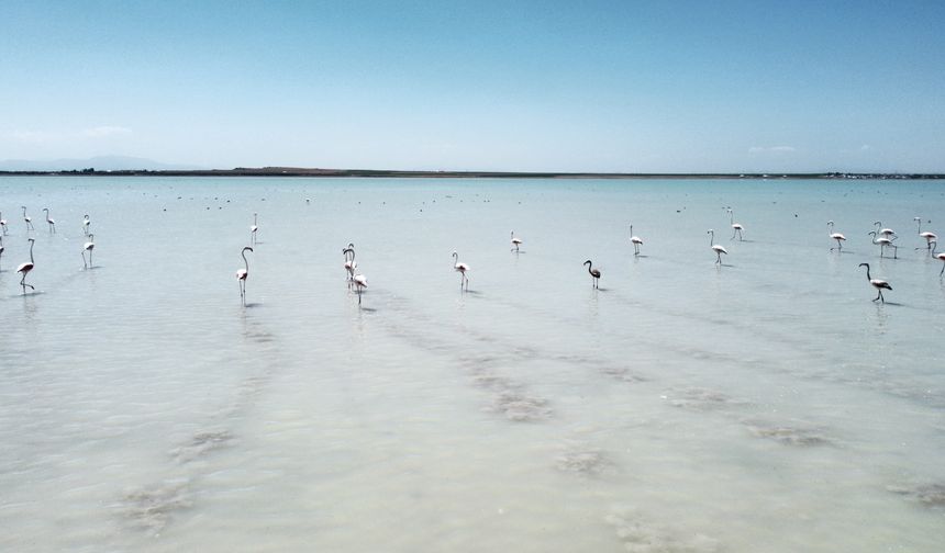 Kuş cenneti Arin Gölü’nün allı turnaları