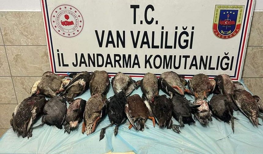 Van'da kaçak yaban ördeği avlayanlara para cezası kesildi!