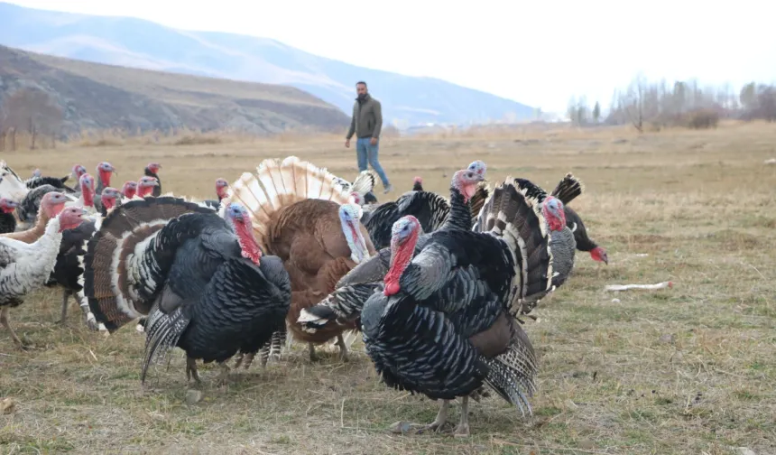 Yılbaşı öncesi hindiler satışa çıktı: Hakkari'de satılıyor, fiyatıyla cep yakıyor!