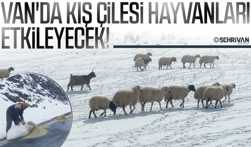 Van'da kış çilesi hayvanları etkileyecek!