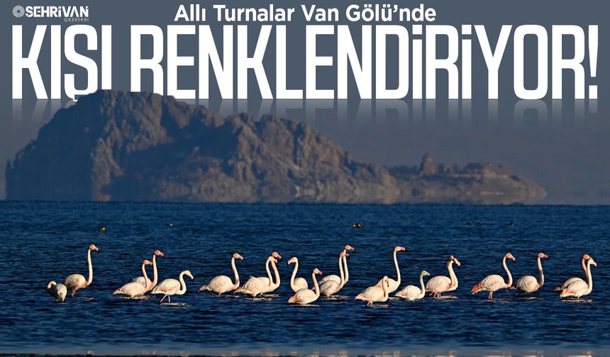 Allı Turnalar Van Gölü’nde kışı renklendiriyor!