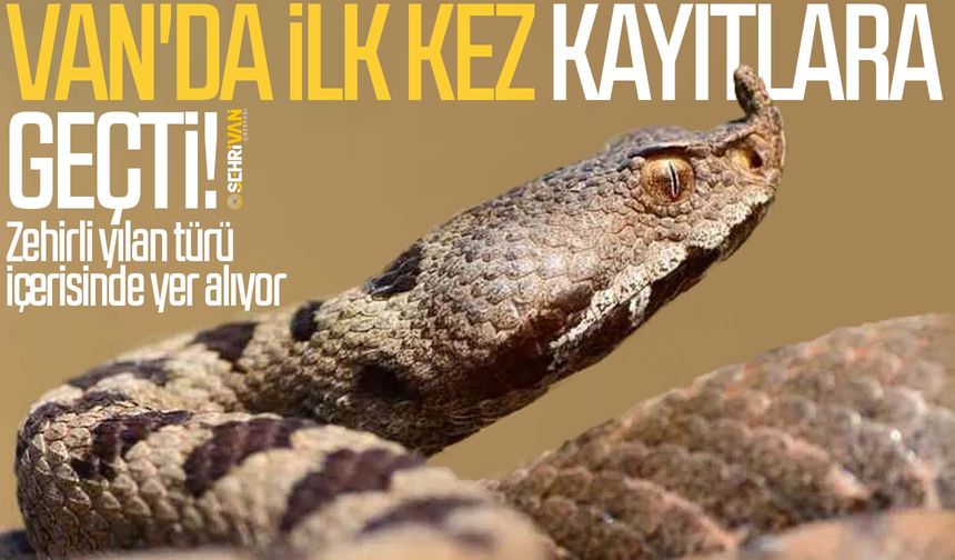Dünya’da nadir görülen yılan Van’da görüldü!