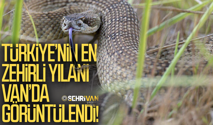 Türkiye’nin en zehirli yılanı Van’da görüntülendi!
