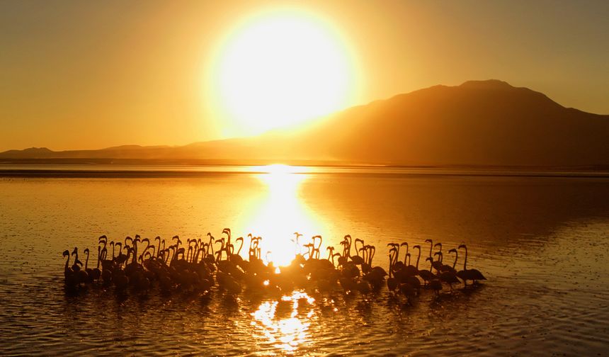 Van Gölü’nde flamingoların gün batımı ile eşsiz uyumu mest etti!