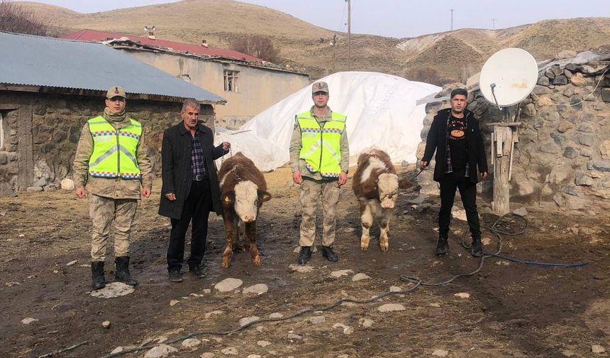 Çalınan 2 büyükbaş hayvan bulundu