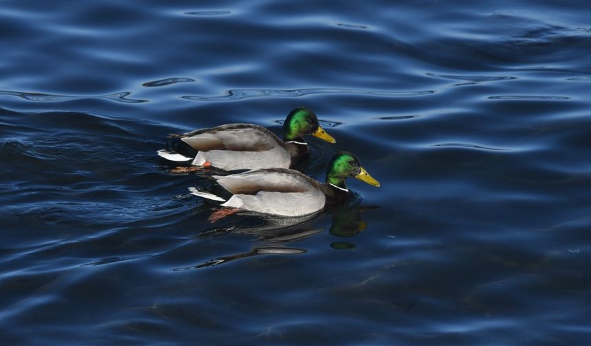 Van Gölü’nün yeni misafirleri ilk kez görücüye çıktı!