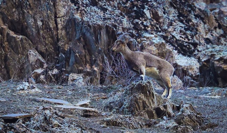 Hakkari'de sürü halinde beslenen yaban keçileri görüntülendi