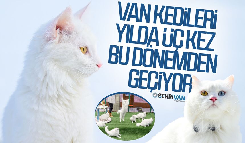 Van kedileri yılda üç kez bu dönemden geçiyor