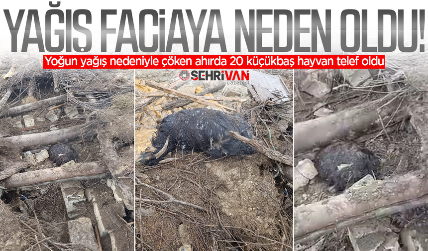 Van’da yağış felakete neden oldu: Ahır çöktü, 20 küçükbaş hayvan telef oldu!