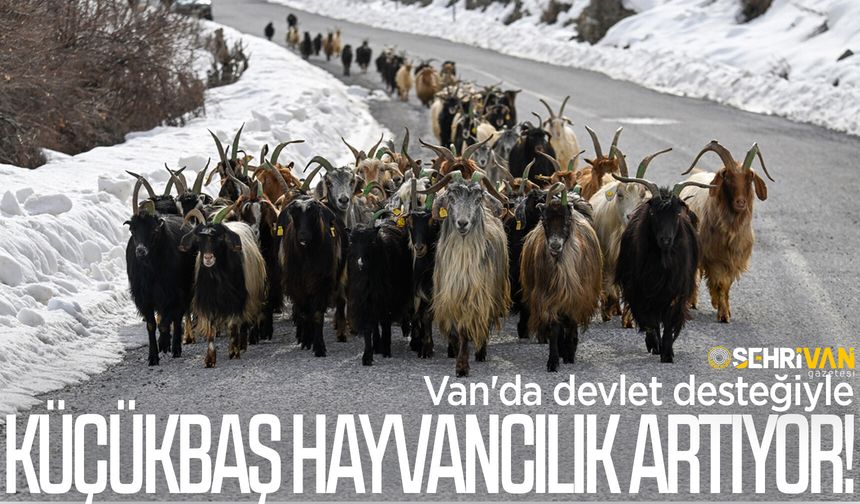 Van'da devlet desteğiyle küçükbaş hayvancılık artıyor!