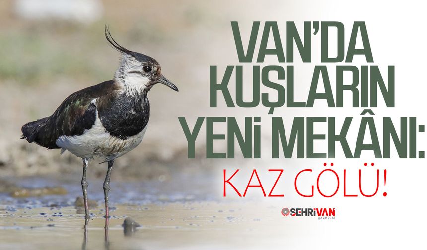 Van’da kuşların yeni mekânı: Kaz Gölü!