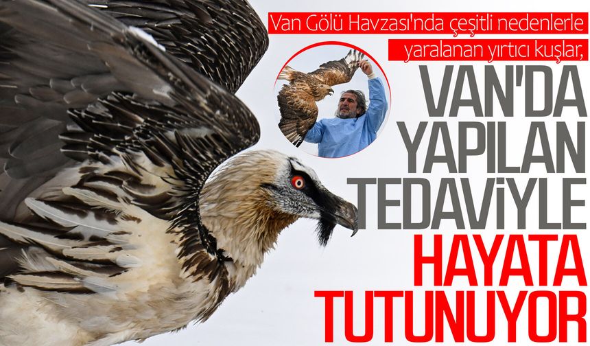 Yaralı yırtıcı kuşlar Van’da tedavi ediliyor!
