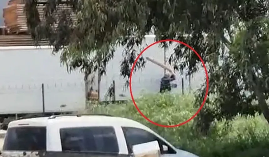 Adana'da sokak köpeğini sopayla döven kişi gözaltına alındı!