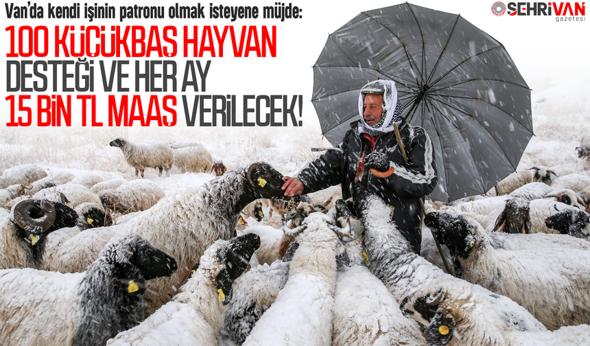 Van’da kendi işinin patronu olmak isteyene müjde: 100 küçükbaş hayvan ve aylık 15 bin TL maaş verilecek!