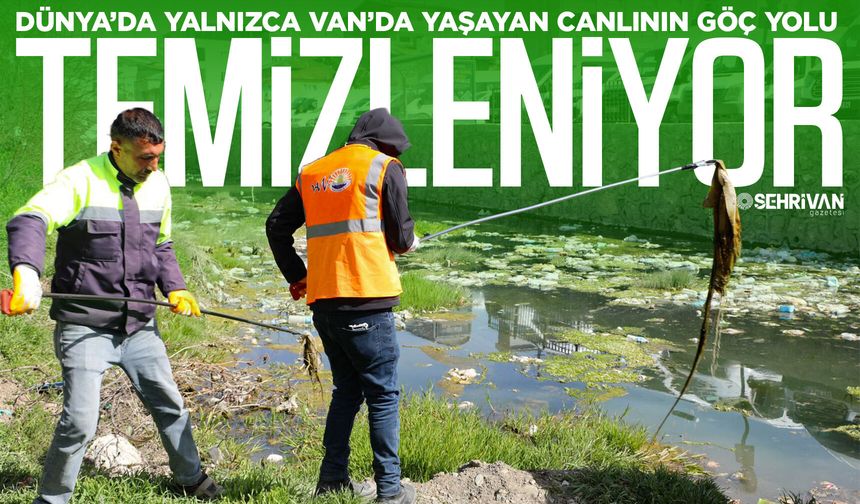 Dünya’da yalnızca Van’da yaşayan canlının göç yolu temizleniyor