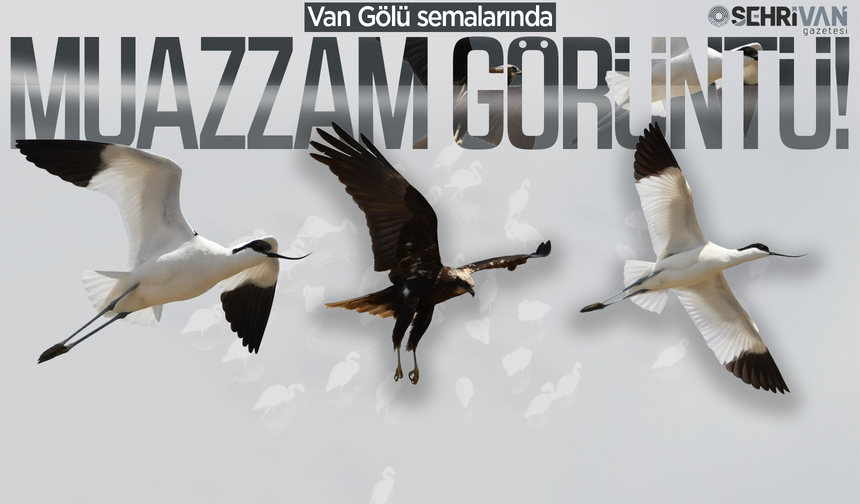 Van Gölü’nde muazzam görüntü: Görenler hayran kalıyor!