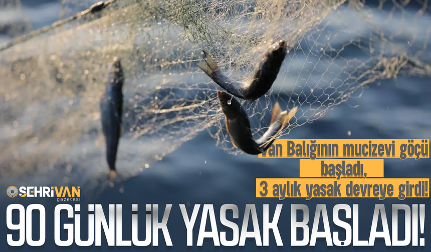 Van Balığının mucizevi göçü başladı, 3 aylık yasak devreye girdi!