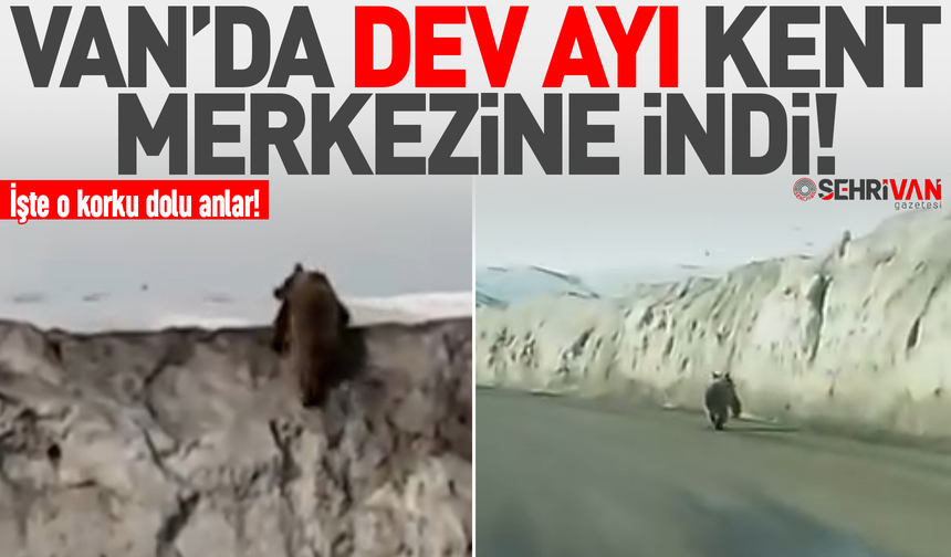 Van’da dev ayı şehir merkezine indi: İşte o korku dolu anlar!