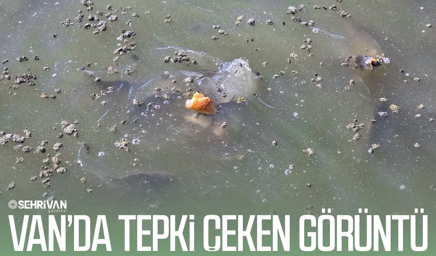 Van’da tepki çeken görüntü