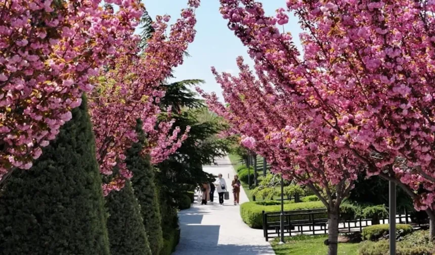 Konya'da sakura mevsimi başladı!
