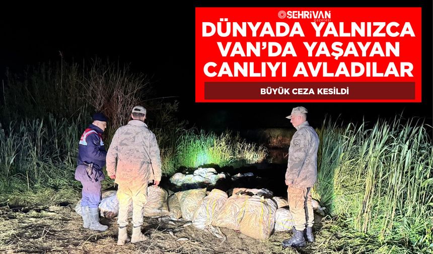Dünyada yalnızca Van’da yaşayan canlıyı avladılar: Büyük ceza kesildi